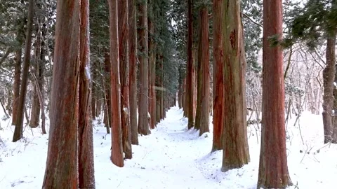 Snowy Trail Through a Tall Cedar Forest in Cold Morning Light Stock-Footage 341211926