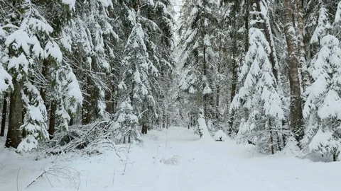 Snowy trail in the winter forest Stock Footage 72902789