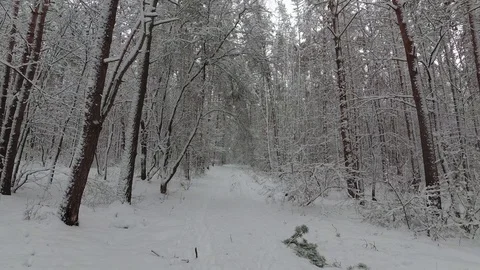 Snowy Trail in the Winter Forest Stock Footage 99989146