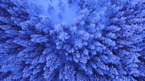 Snowy tree above winter Stock Footage 272181600