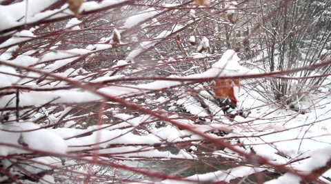 Snowy Tree and River Video stock 40429537