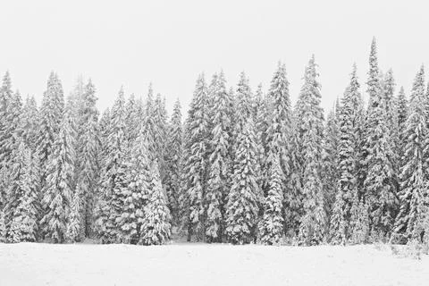 Snowy tree background Stock Photos