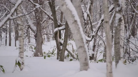 Snowy Tree Bark Japan Stock Footage 239654782
