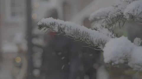 Snowy Tree Branch 4k Stock Footage 124575388