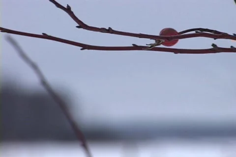 Snowy Tree Branch, Close-up Video stock 265289