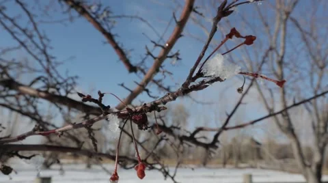 Snowy Tree Branch Video stock 45523313