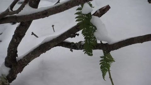 Snowy Tree Branch Stock Footage 167700604