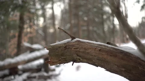 Snowy Tree Branch Stock Footage 179674809