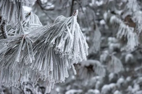 Snowy tree branch with pine needles. Blurry background. Stock-Fotos