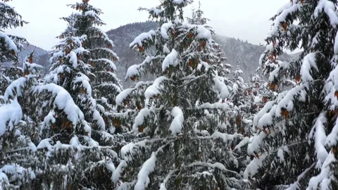 Snowy tree branch in a view of the winter forest. Winter landscape Stock-Footage 150394288
