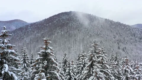 Snowy tree branch in a view of the winter forest. Winter landscape Video stock 150394314