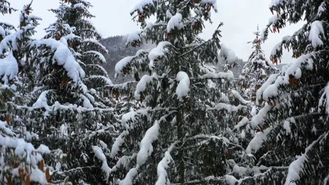 Snowy tree branch in a view of the winter forest. Winter landscape Video stock 150394331