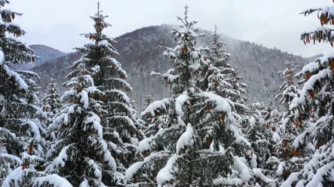Snowy tree branch in a view of the winter forest. Winter landscape Stock-Footage 150394332