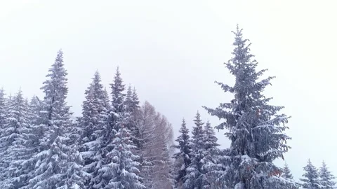 Snowy tree branch in a view of the winter mountain forest. Stock Footage 150582853
