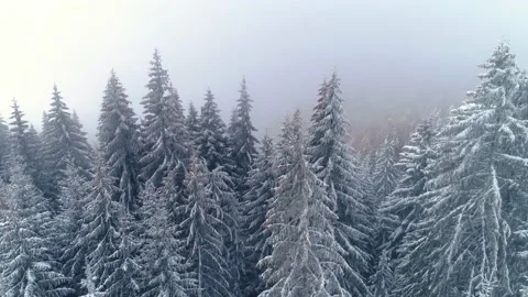 Snowy tree branch in a view of the winter mountain forest. Video stock 150582928