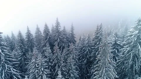 Snowy tree branch in a view of the winter mountain forest. Stock Footage 150582999