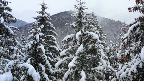 Snowy tree branch in a view of the winter forest. Winter landscape 스톡 동영상 150600107