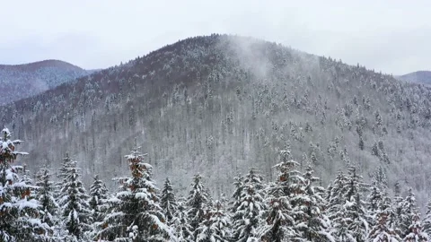 Snowy tree branch in a view of the winter forest. Winter landscape Video stock 150600108