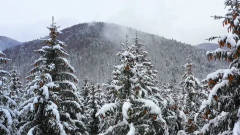 Snowy tree branch in a view of the winter forest. Winter landscape Stock Footage 150600160