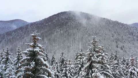 Snowy tree branch in a view of the winter forest. Winter landscape Stock Footage 150608633