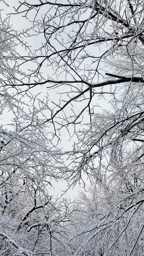 Snowy Tree Branches Against Clear Sky In Winter Forest Stock Footage 336308257