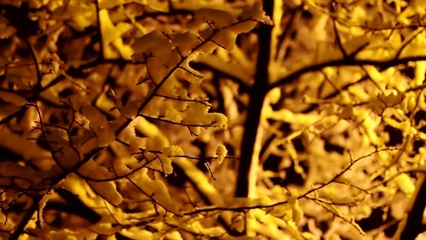 Snowy Tree Branches Background Stock Footage 162735220