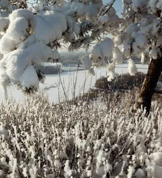 Snowy tree branches on the background of the river Stock Photos