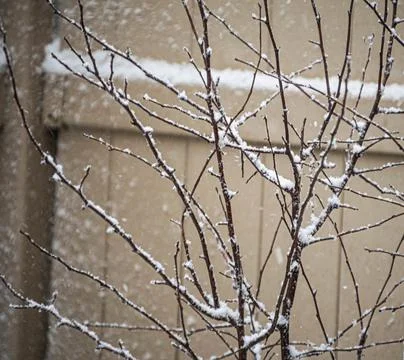 Snowy Tree Branches Close to a Fence Stock Photos