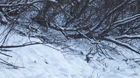 Snowy tree branches   in December in winter. Sun rays shyning throuph branches Stock Footage 147383477