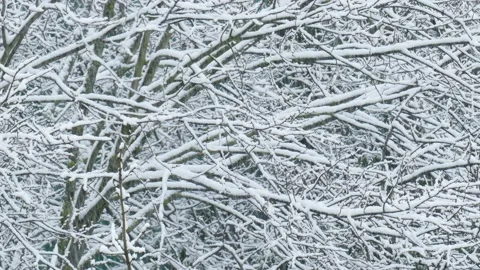 Snowy tree branches during snowfall, Germany Stock Footage 235907738