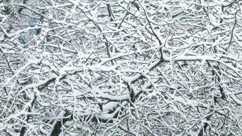 Snowy tree branches during snowfall, Germany Stock Footage 235907799