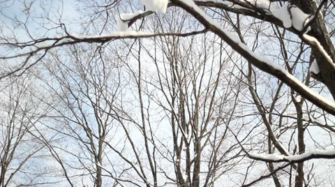 Snowy Tree Branches Stockbeeldmateriaal 33997197