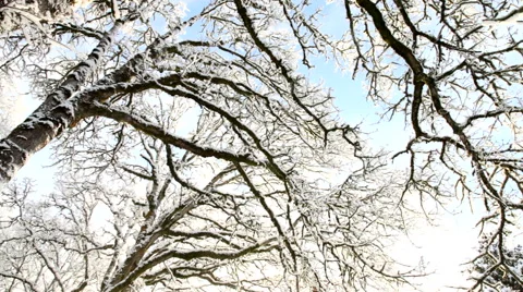 Snowy tree branches Stock Footage 61656178