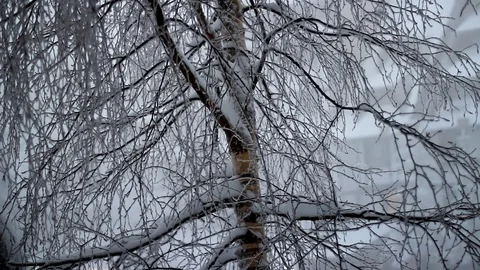 Snowy Tree Branches Stock Footage 122649877
