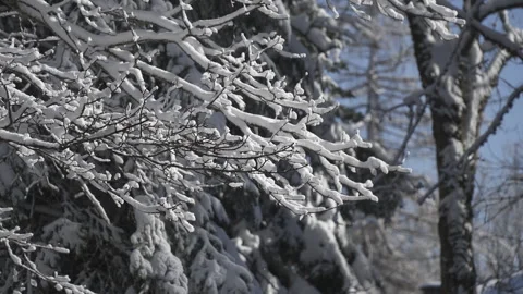 Snowy tree branches 스톡 동영상 295289640