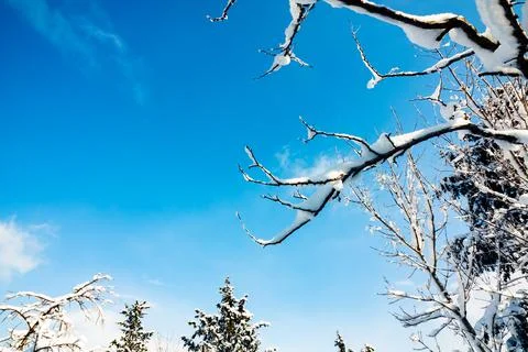 Snowy tree branches in the forest in focus Stock Photos