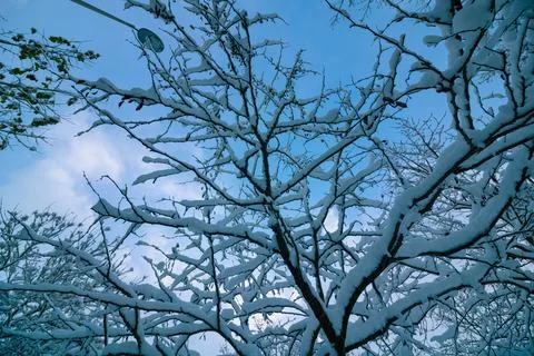 Snowy tree branches in the forest in focus Stock Photos