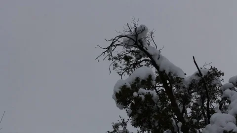 Snowy tree branches on hill Video stock 77052270