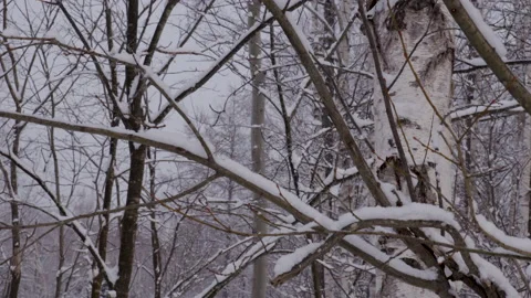 Snowy Tree Branches In Japan Stock Footage 239654785