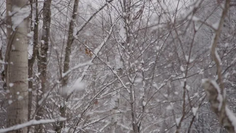 Snowy Tree Branches In Japan 스톡 동영상 239654972