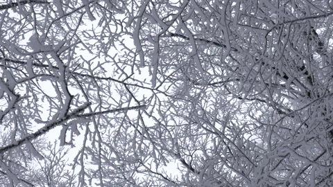 Snowy tree branches moving video 스톡 동영상 170014135