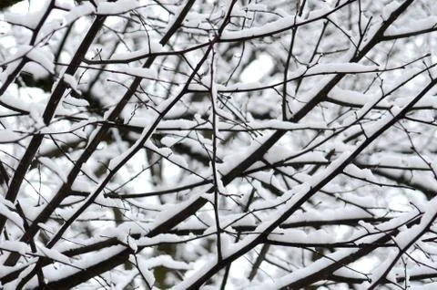 Snowy tree branches 写真素材