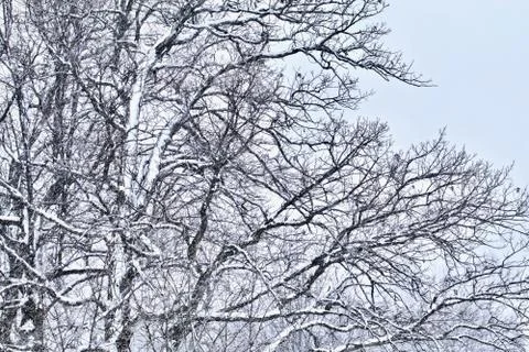 Snowy Tree Branches Foto stock