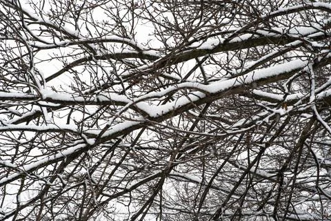 Snowy Tree Branches in the Sky Stock Photos
