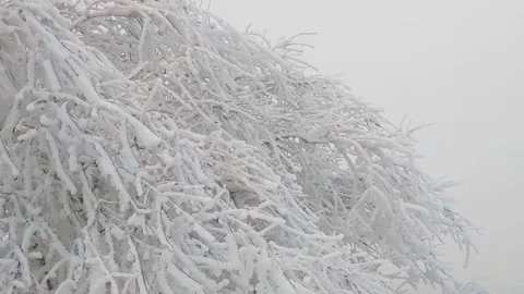 Snowy tree branches sway in the wind Stock Footage 296808524