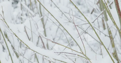 Snowy tree branches in winter forest Stock Footage 231059514