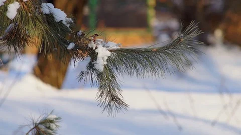 Snowy Tree Christmas Tree Stock Footage 71603304
