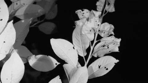 Snowy Tree Cricket Insect Pair Crickets Walking Crawling Tree Branches in Summer Stock Footage 148456288