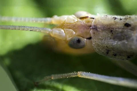 Snowy tree cricket  Photos