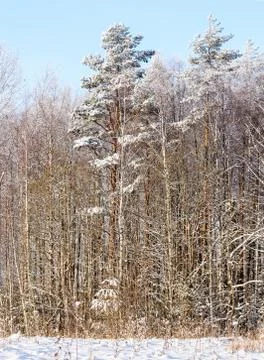 Snowy tree crowns. Stock Photos